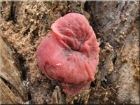Grosporiger Gallertbecher - Ascocoryne cylichnium
