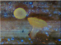Gelbes Drechselstielbecherchen - Allophylaria herbicola