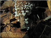 Gemeines Weißhaarbecherchen - Lachnum virgineum
