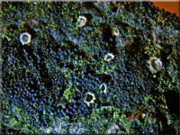 Keulensporiges Höhlenbecherchen - Karstenia rhopaloides