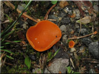 Gemeiner Orangebecherling - Aleuria aurantia
