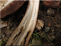 Grosporiger Blutchampignon - Agaricus langei