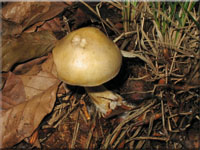 Violettblttriger Schleimfu - Cortinarius delibutus