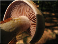 Violettblttriger Schleimfu - Cortinarius delibutus