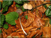 Grauhaariger Mrbling - Parasola conopileus 