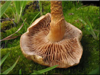 Kohlen-Schppling - Pholiota highlandensis
