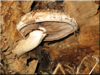 Pappel-Schppling - Pholiota populnea