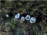 Weiviolettes Haarbecherchen - Lachnella alboviolascens