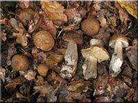 Hainbuchen-Raufu - Leccinum pseudoscabrum