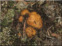 Gelbbrunliche Wurzeltrffel - Rhizopogon luteolus
