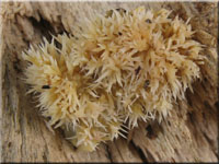 Wachsgelber Fadenstachelpilz - Phlebia uda