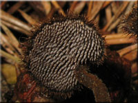 Gemeiner Ohrlffelstacheling - Auriscalpium vulgare