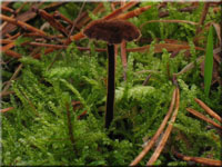 Gemeiner Ohrlffelstacheling - Auriscalpium vulgare