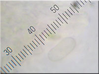 Fleischroter Zystidenrindenpilz - Peniophora incarnata