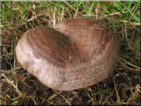 Gebnderter Hainbuchen-Milchling - Lactarius circellatus