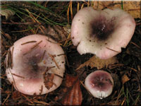 Wechselfarbiger Spei-Tubling - Russula fragilis