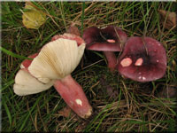 Stachelbeer-Tubling - Russula queletii