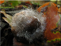 Helmlingsschimmel - Spinellus fusiger