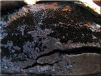 Reichsporiger Kugelschwamm - Camarops polysperma