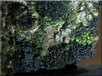 Filzmatten-Kugelpilz - Chaetosphaerella phaeostroma