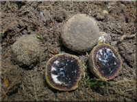 Rasigkrustiger Buchenkugelpilz - Melogramma spiniferum