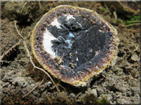 Bunte Hirschtrüffel - Elaphomyces muricatus