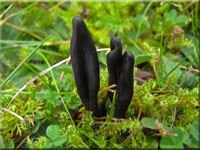 Schwarze Erdzunge - Geoglossum umbratile