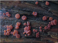 Großsporiger Gallertbecher - Ascocoryne cylichnium