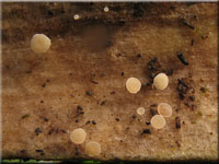 Pokalförmiger Stängelbecherling - Cyathicula cyathoidea