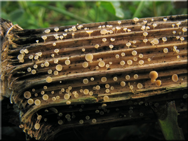 Pokalfrmiger Stngelbecherling - Cyathicula cyathoidea