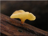 Weiden - Stängelbecherling - Hymenoscyphus conscriptus