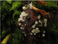 Buchenfruchtschalen - Stängelbecherling - Hymenoscyphus fagineus