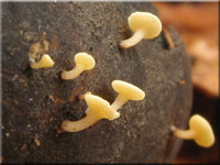Fruchtschalen-Becherling - Hymenoscyphus fructigenus