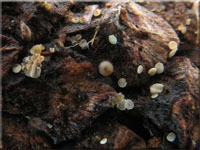 Rötendes Kiefern-Zapfenbecherchen - Calycina conorum