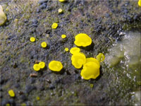 Schwefelgelbes Kernpilzbecherchen - Calycina claroflava 