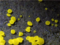 Schwefelgelbes Kernpilzbecherchen - Calycina claroflava 