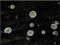Schneeweißes Haarbecherchen - Dasyscyphella nivea