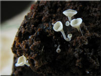 Schneeweißes Haarbecherchen - Dasyscyphella nivea