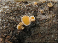 Gemeines Lärchen-Haarbecherchen - Lachnellula occidentalis