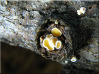 Gemeines Lärchen-Haarbecherchen - Lachnellula occidentalis