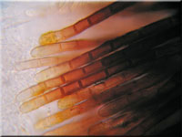 Nestförmiges Haarbecherchen - Trichopezizella nidulus 