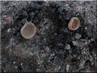 Kätzchen-Stromabecherling - Ciboria amentacea