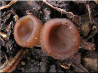 Anemonenbecherling - Dumontinia tuberosa
