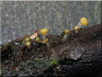 Abgestutztes Fadenscheibchen - Vibrissea truncorum