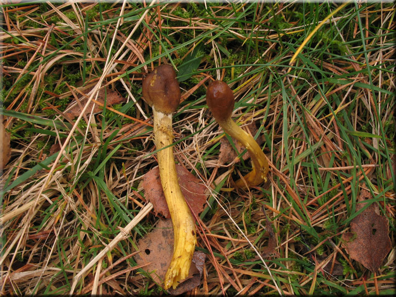 Kopfige Kernkeule - Cordyceps capitata