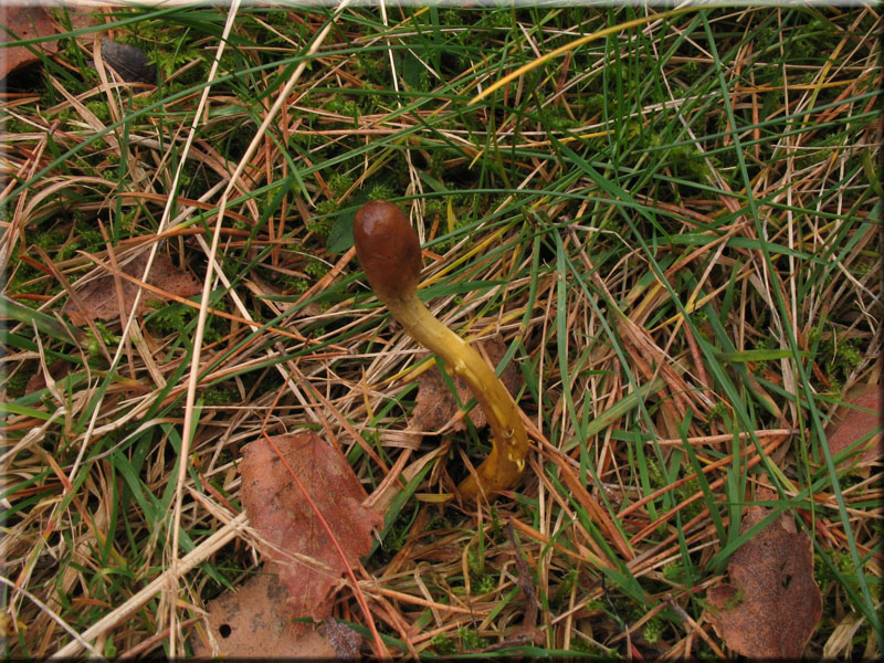 Kopfige Kernkeule - Cordyceps capitata