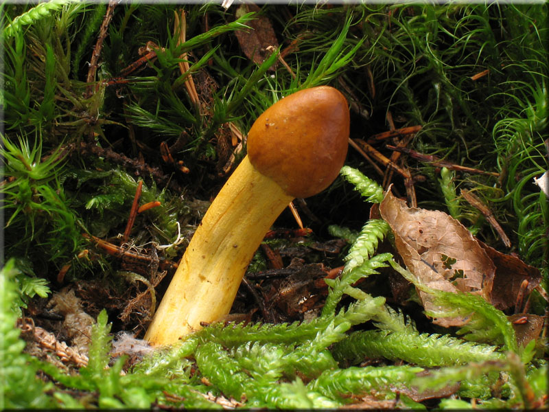 Kopfige Kernkeule - Cordyceps capitata