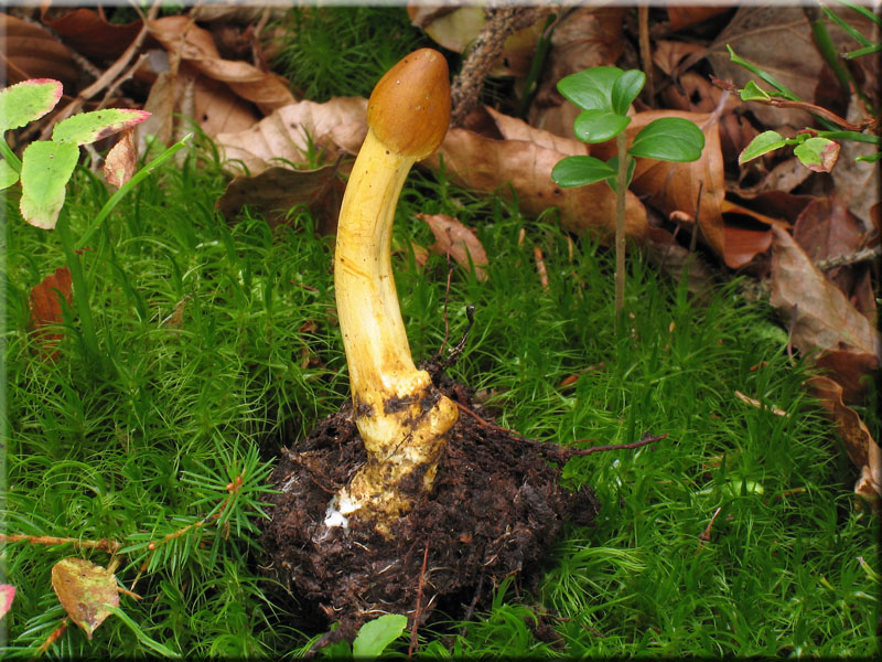 Kopfige Kernkeule - Cordyceps capitata