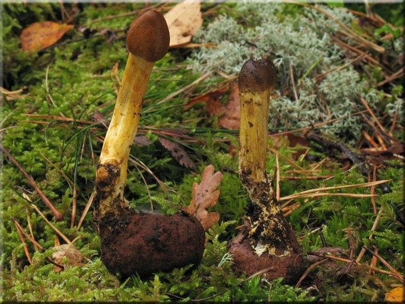 Kopfige Kernkeule - Cordyceps capitata