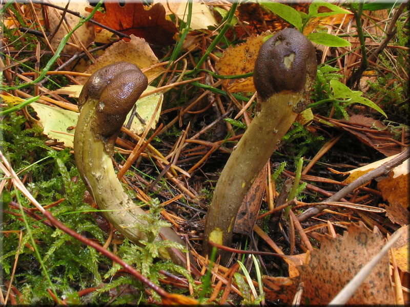 Kopfige Kernkeule - Cordyceps capitata